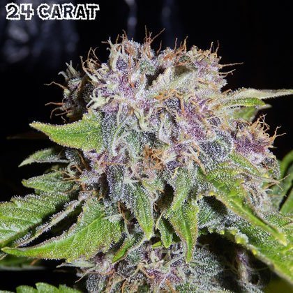 24 carat seeds Mephisto Genetics 24 carat seeds
