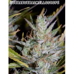 Mephisto genetics Hubbabubbasmelloscope seeds
