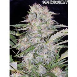 buy mephisto genetics sour bubble seeds