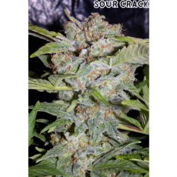 buy mephisto genetics sour crack seeds