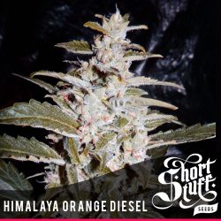 Buy Himalaya orange diesel seeds