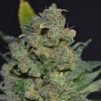 710 Genetics 710 Cheese AUTO Feminised Seeds