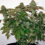 Barney's Farm 8 Ball Kush Feminised Seeds