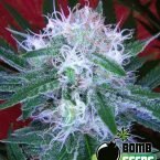 Bomb Seeds Auto Bomb
