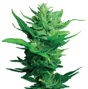 Dutch Passion Think Different Auto-flowering Feminised Seeds