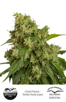 Dutch Passion AutoXtreme Auto-flowering Feminised Seeds