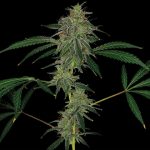 Blue Mammoth Auto Feminised Seeds