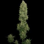 NYC Diesel Auto Feminised Seeds