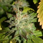 Buddha Kush OG Feminised Seeds