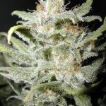 Bangi Haze Regular Seeds