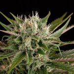 Dinafem Blue Cheese Feminised Seeds