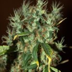CBD Mango Haze Feminised Seeds