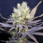 CBD Nordle Feminised