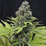 CBD Shark Shock Feminised