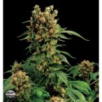 California Hash Plant Feminised Seeds