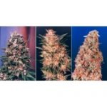 Colour Mix 3 – 6 Feminised Seeds