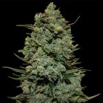 Cookies Kush Feminised Seeds