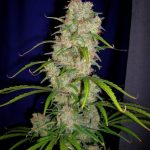 Destroyer Regular Seeds
