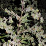 Dr Grinspoon Feminised Seeds