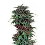 Durban Poison Feminised Seeds