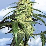 Dutch Delight Feminised Seeds