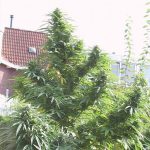 Easy Sativa Feminised Seeds