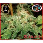 G-Bomb Feminised Seeds