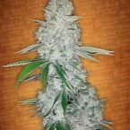 Gorilla Glue auto feminised seeds