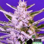 Ice Bomb