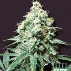 Bomb Seeds Kush Bomb