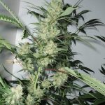 Leshaze Regular Seeds