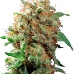 Mazar Feminised Seeds