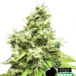 Medi Bomb #1