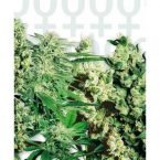 Sensi Seeds Mixed Feminised Seeds