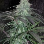 Nepal Jam Regular Seeds