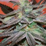 Panama Feminised Seeds