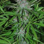 Panama Regular Seeds
