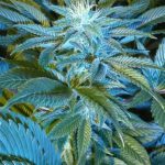Sandstorm Feminised Seeds