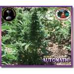 Super Automatic Sativa Feminised Seeds
