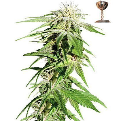Barney's Farm Sweet Tooth Auto Feminised Seeds