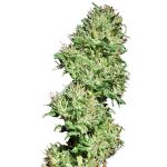 Utopia Haze Feminised Seeds