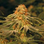 Vanilla Kush Feminised Seeds
