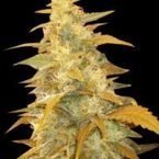 World of Seeds Afghan Kush Feminised Seeds