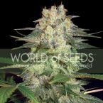 World of Seeds Afghan Kush Ryder Autoflowering Feminised Seeds