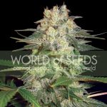 Afghan Kush Ryder Autoflowering Feminised Seeds