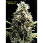 African Buzz Regular Seeds