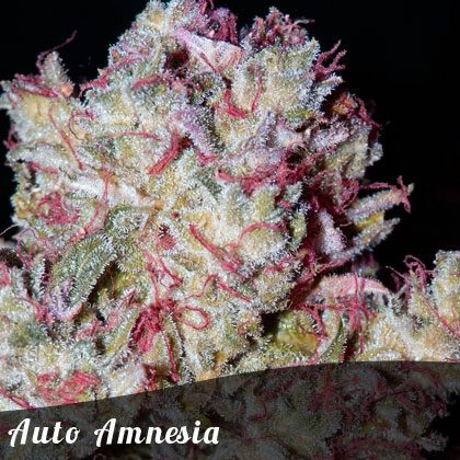 Bulk Seeds Auto Amnesia female seeds