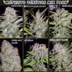 Mephisto Genetics Auto Elite Feminised Mix Pack
