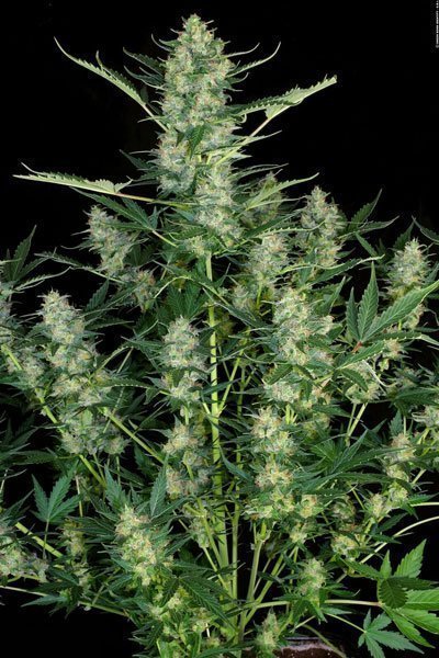 Serious Seeds Auto White Russian female seeds