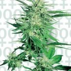 Sensi Seeds Big Bud Feminised Seeds